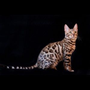 Meet your Posher, Sixto